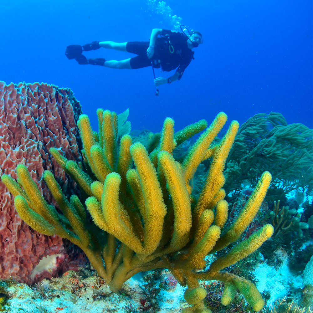 scuba diving cancun cozumel