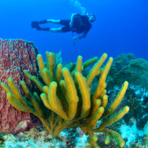 Diving in cozumel 2